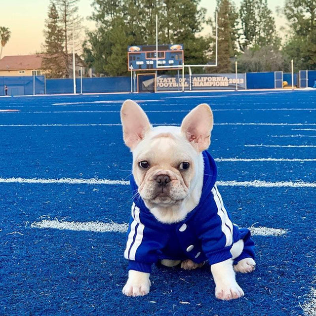 Cute Dog Tracksuit Set - Item - BYTOODAY